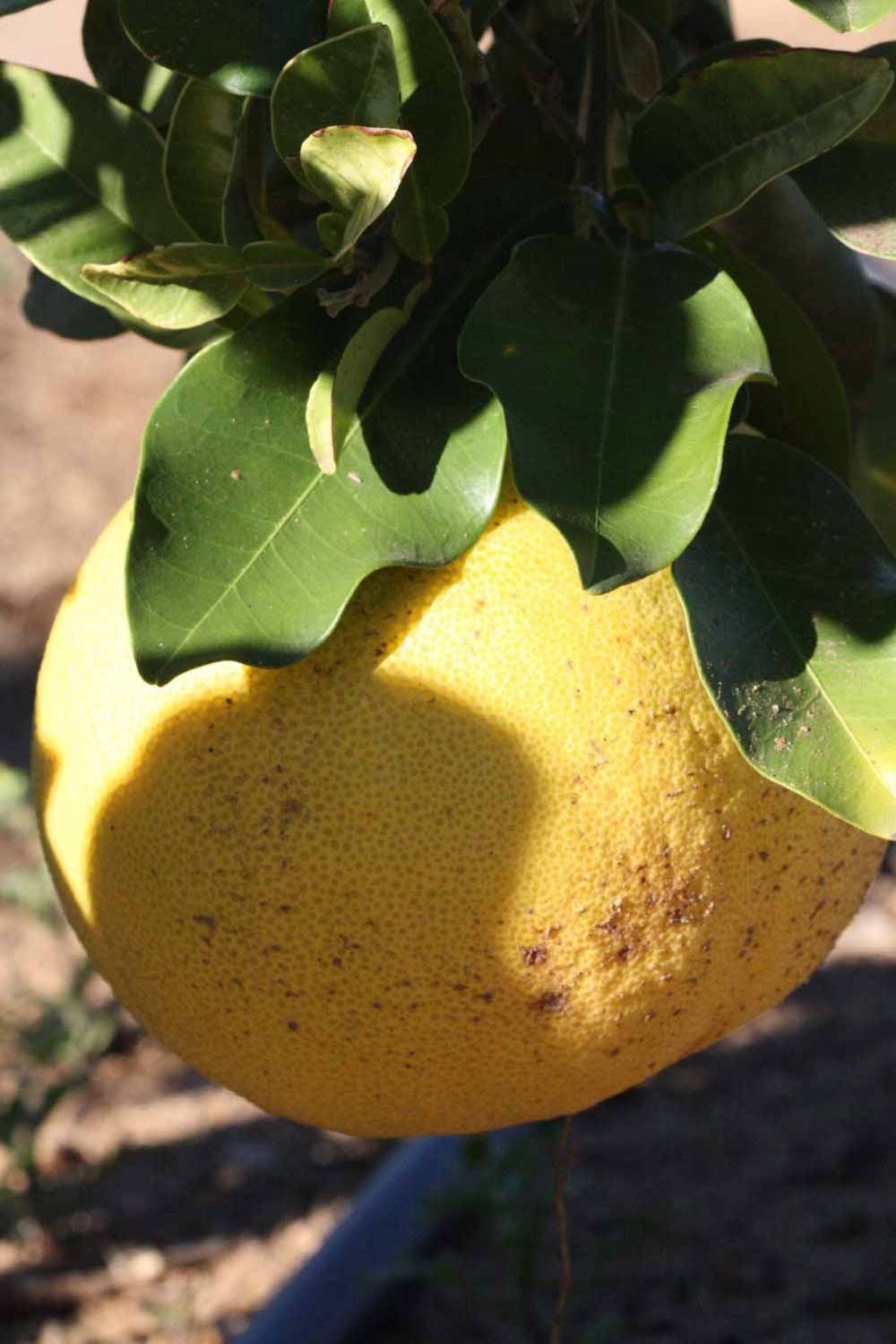            Fruit (Riverside, CA)   